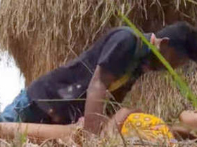 Desi couple gets caught in the fields in a steamy video